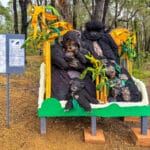 Open Judges Award Highly Commended: #1. 'Porongurup Primate Portrait' by Jane Forward