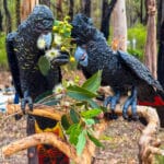 People's Choice Award - 4th Place: #65. 'Mmmarri' by Larry Sawyer